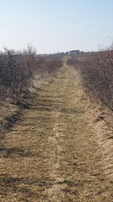 Teren  Extravilan ,Vita de  vie /Comuma Plopu, Judetul Prahova