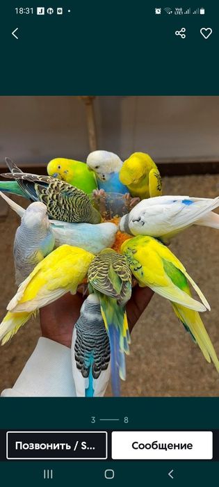 Волнистый попугай