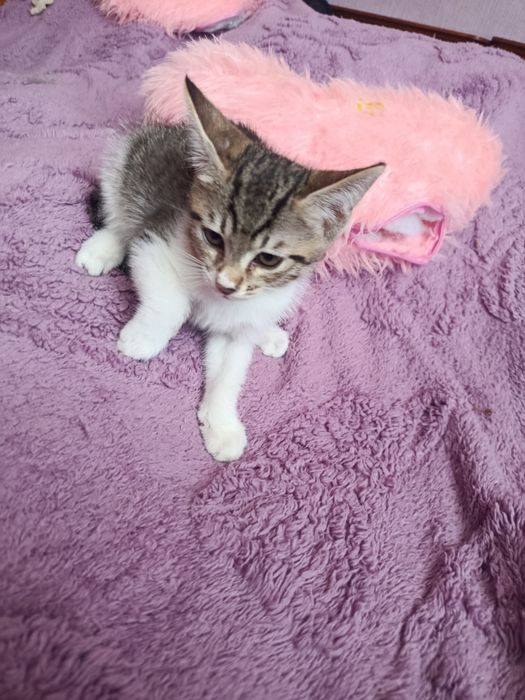 Котята в добрые, ответственные руки