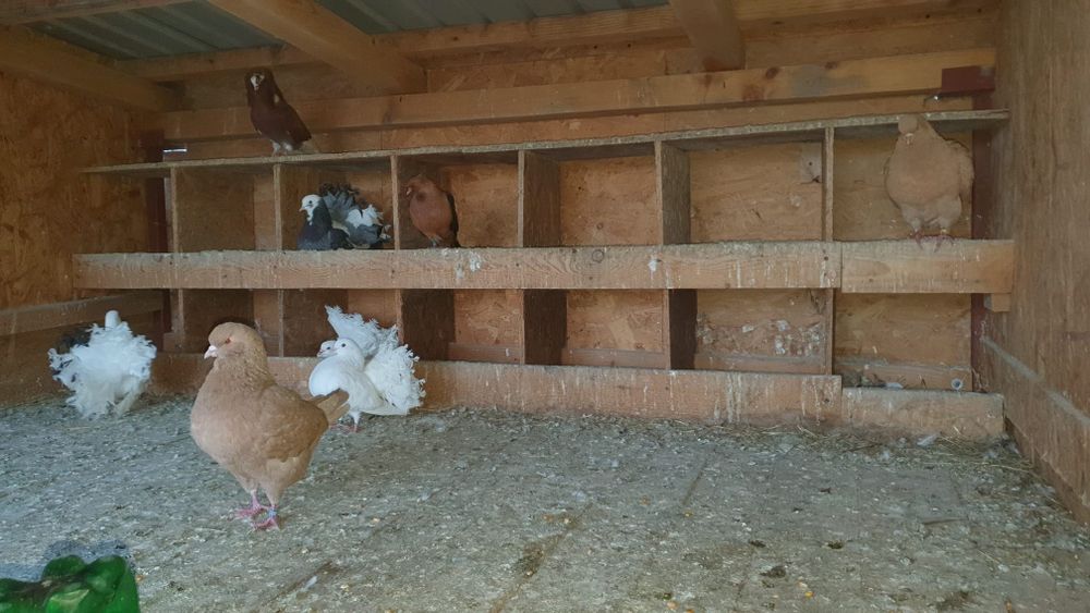 Vând porumbei ornament mai multe rase