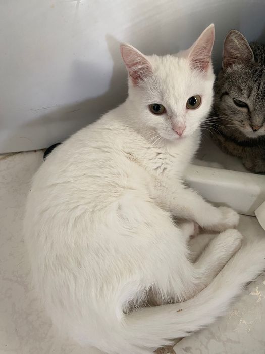 Отдам котенка в добрые руки