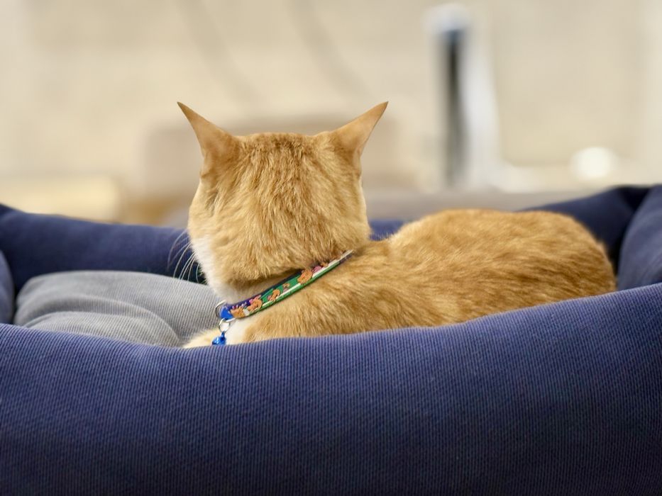 Зоомагазин Лежаки Домики Воротники Игрушки Кормы Лакомства