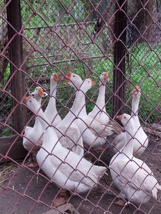 Продаются гуси Татарстан