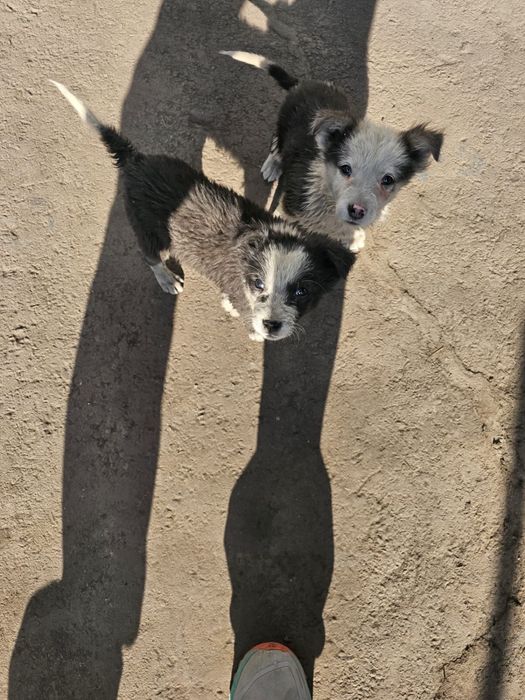 Отдам 3 щенков в хорошие руки!