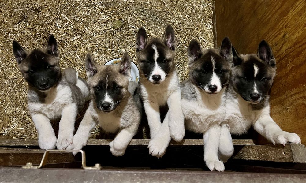 Щенки Американские акиты