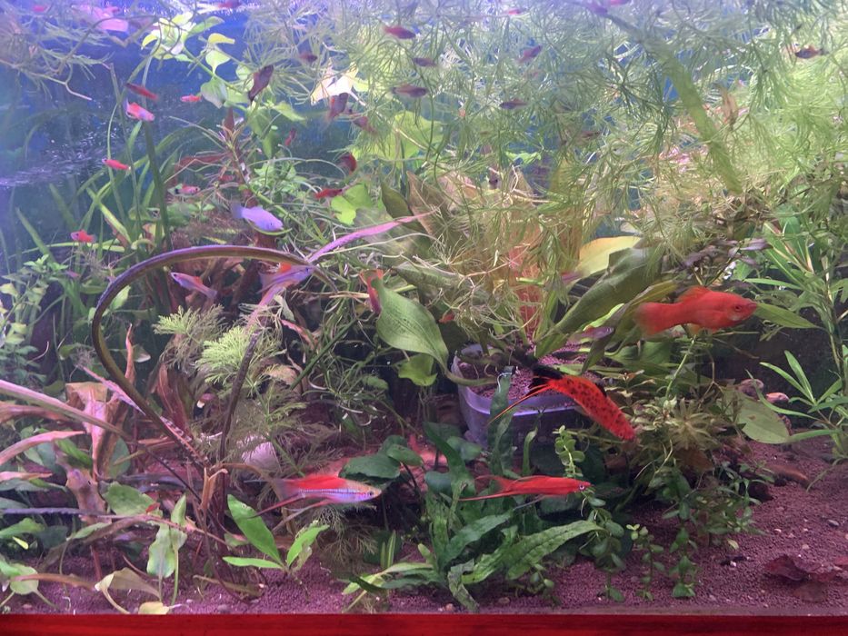 Готовый аквариум