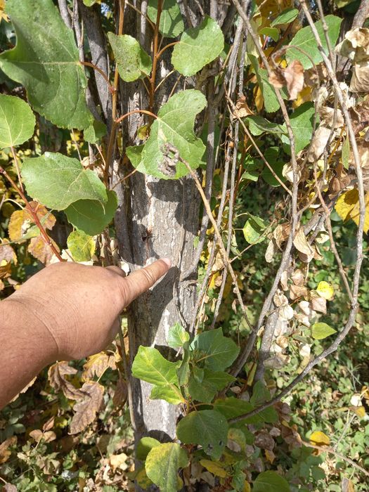 Прадаётса деревя,тераклар сотилади