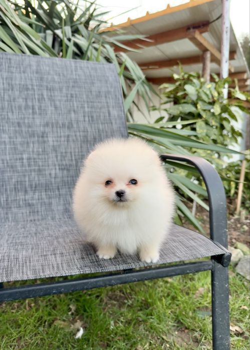 Померан мини момче със втора ваксина