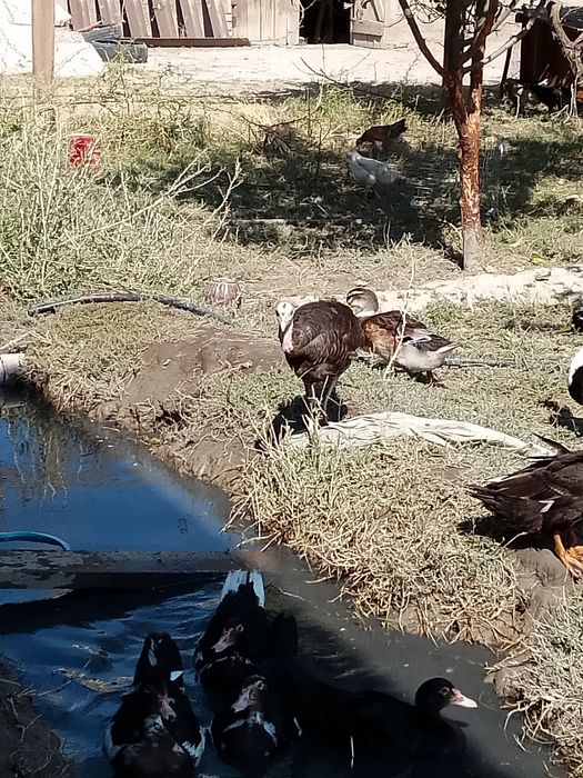 Kurk boʻlgan kurka sotiladi