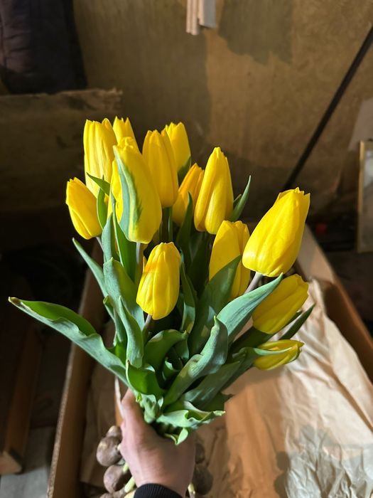 Тюльпаны цветы .