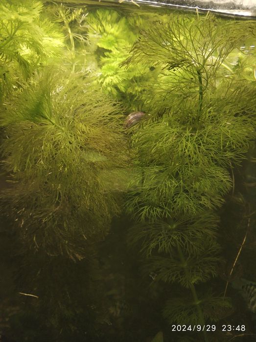 Аквариумные растения