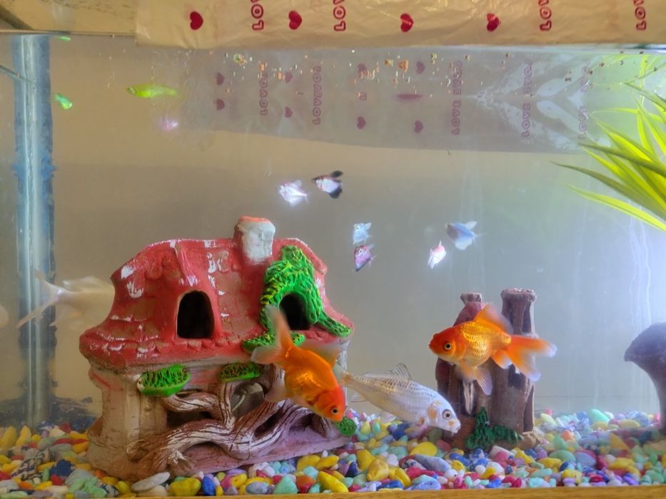 Baliqlar sotiladi akvariumi bn birga