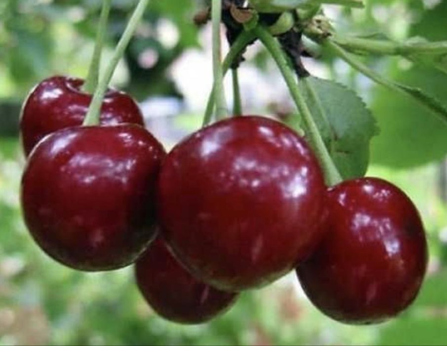 Продам вишню  свежесобранную