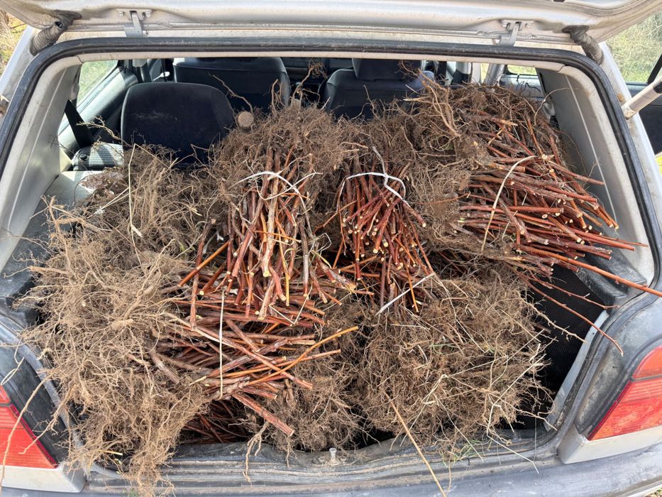 Ягоди и малини разсад