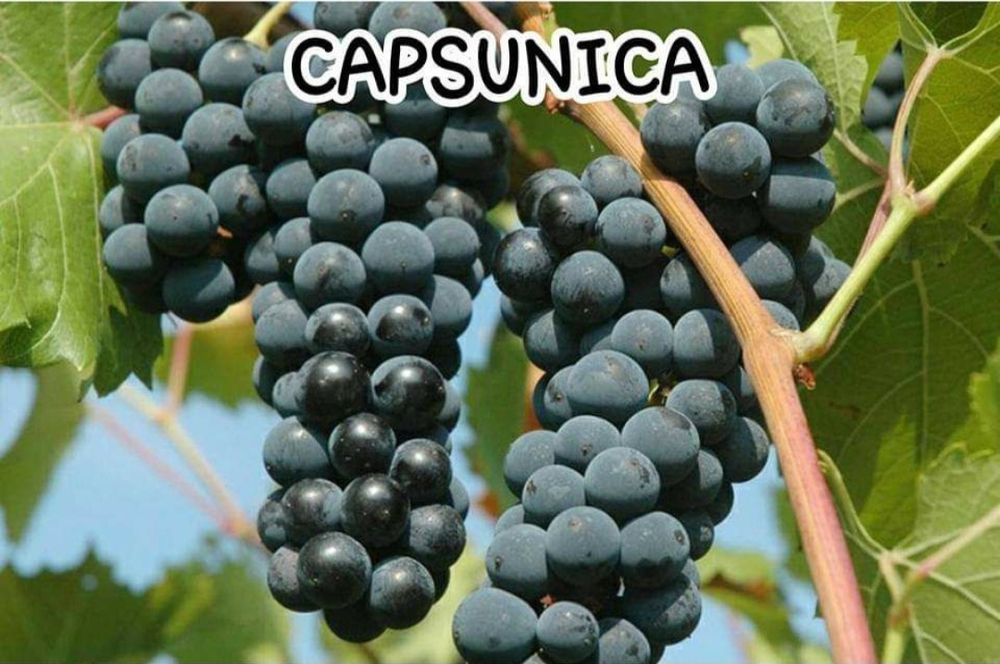 Vita de Vie Butasi