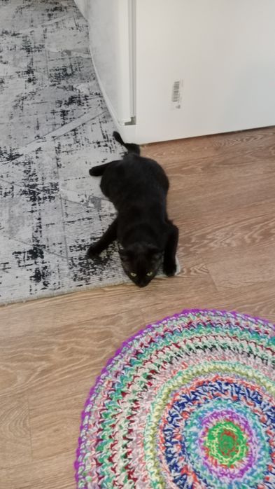 Отдам в добрые руки