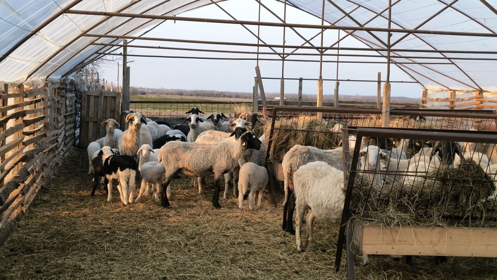 De vânzare oi cu miei