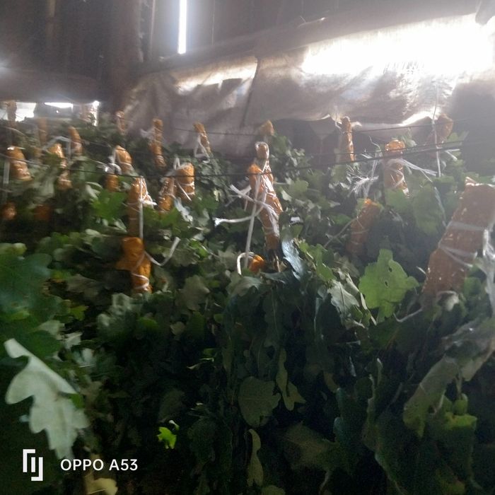 Продам дубовые веники