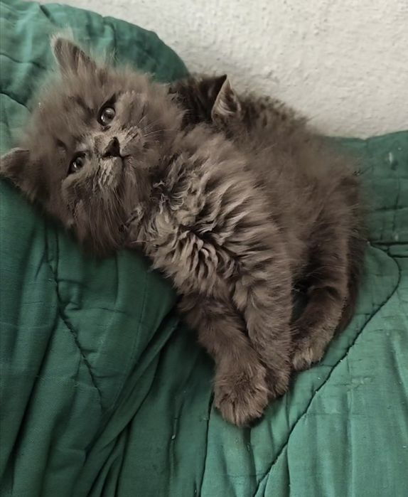 Отдам котёнка мальчик