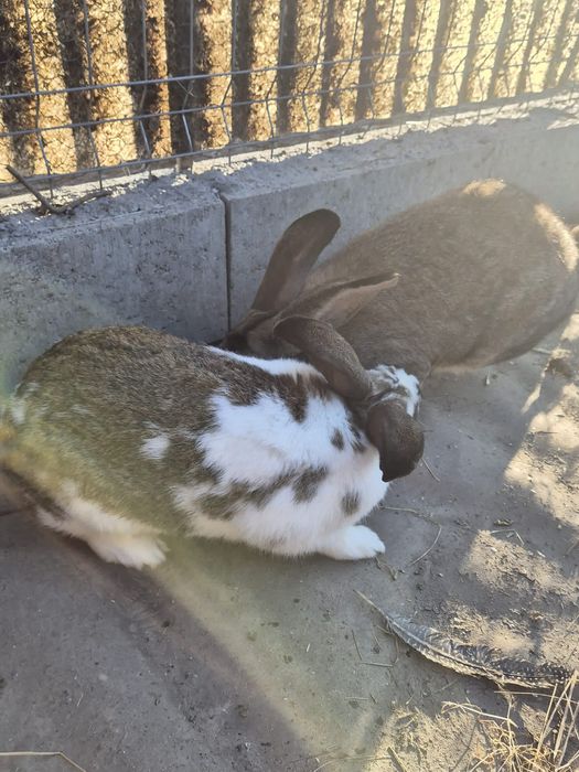 Vând iepuri pui și adulți