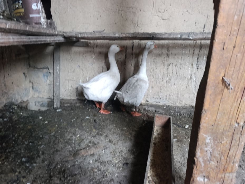 Продам гусей , срочно!