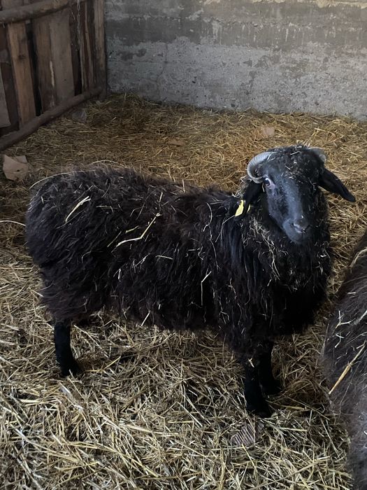 Продам баранов срочно