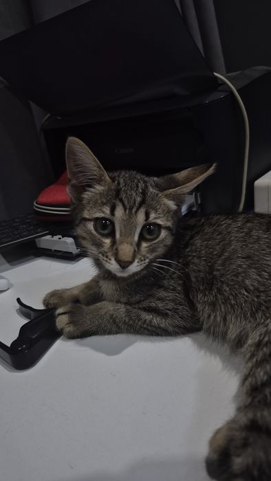 Котенок 2 месяца