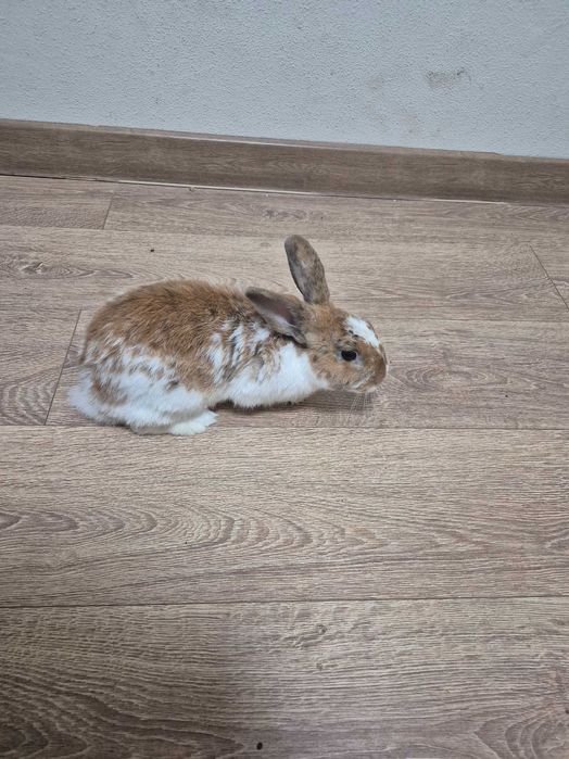 Декоративный кролик