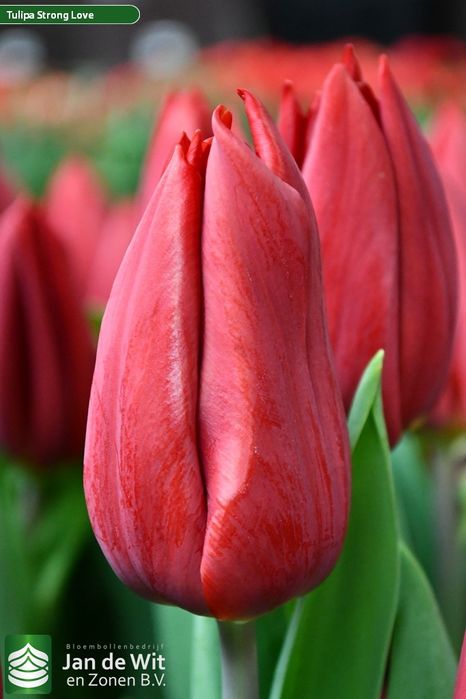 Тюльпаны с Голанских луковиц