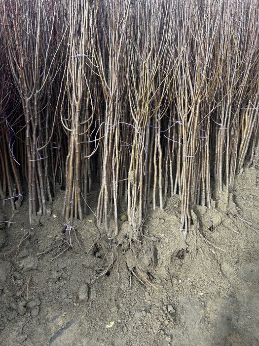 Pomi fructiferi si butasi vita de vie certificati