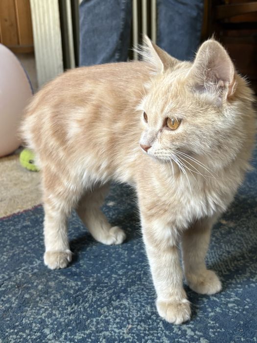 Рыжый котенок 3 месяца