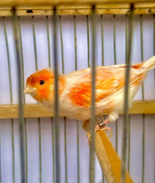Canari de vanzare