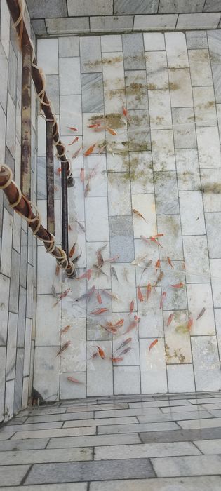 Коя платина сотилади