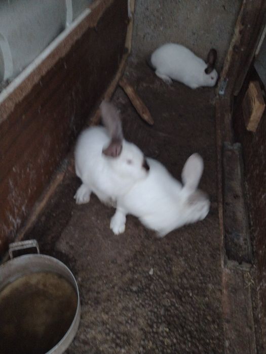 Продава зайци живи или изчистени