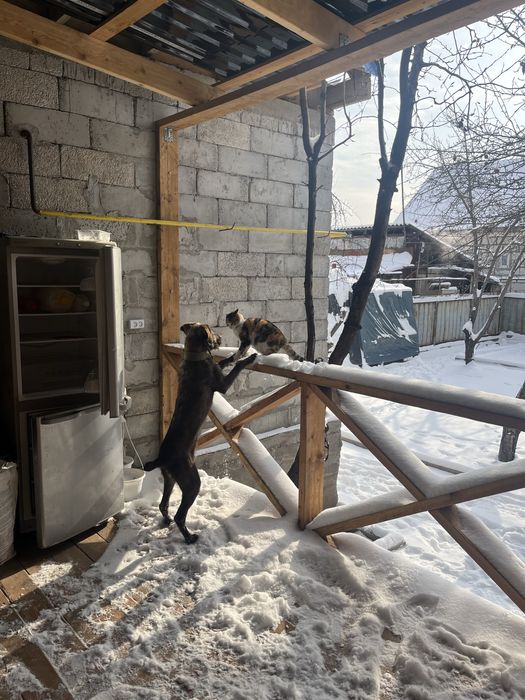 Пропала собака Дратхаар, дратхар, сука