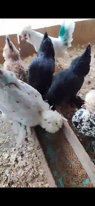 Карликовые куры яйца