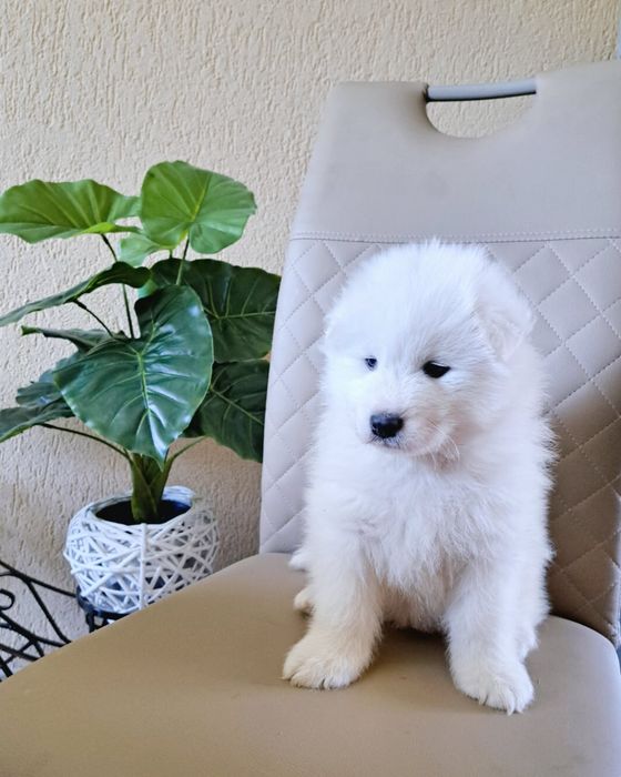 Pui samoyed. Femela
