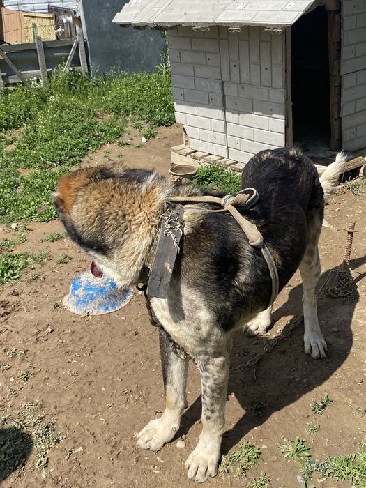 Алабай, қара түсті төбелеске