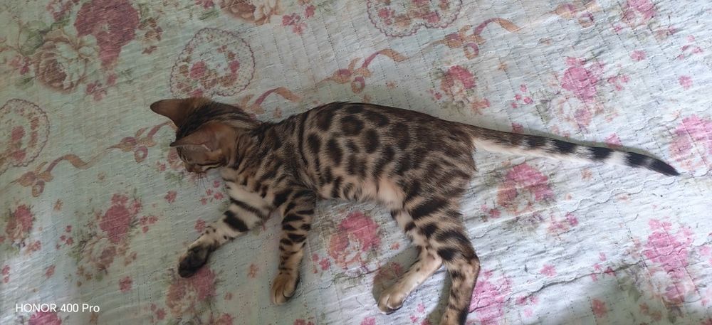 Бенгальский котенок,девочка