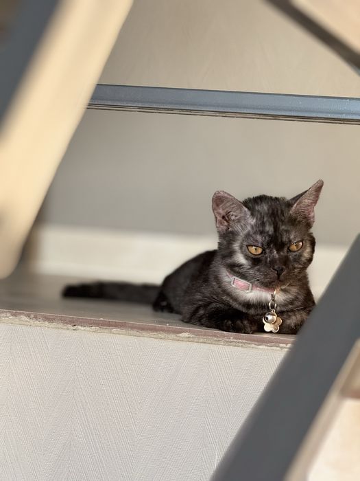 в хорошие руки, пишите на ватсап