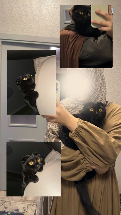 Пропала вислоухая черная кошка