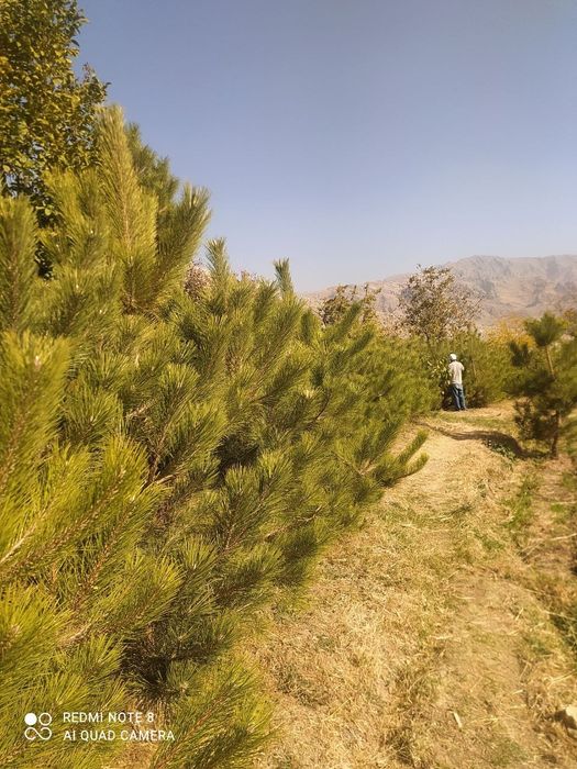 Продам крымские сосны.