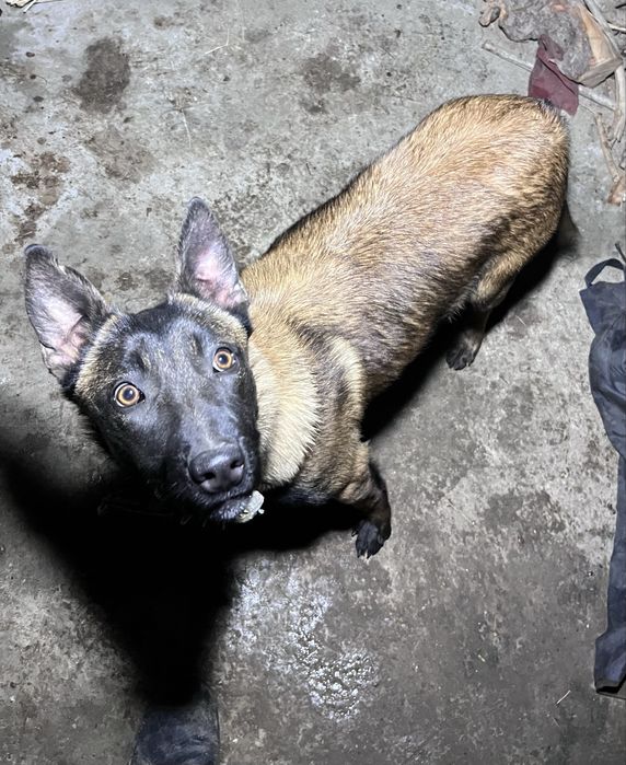 Malinua Belgiya afcharka