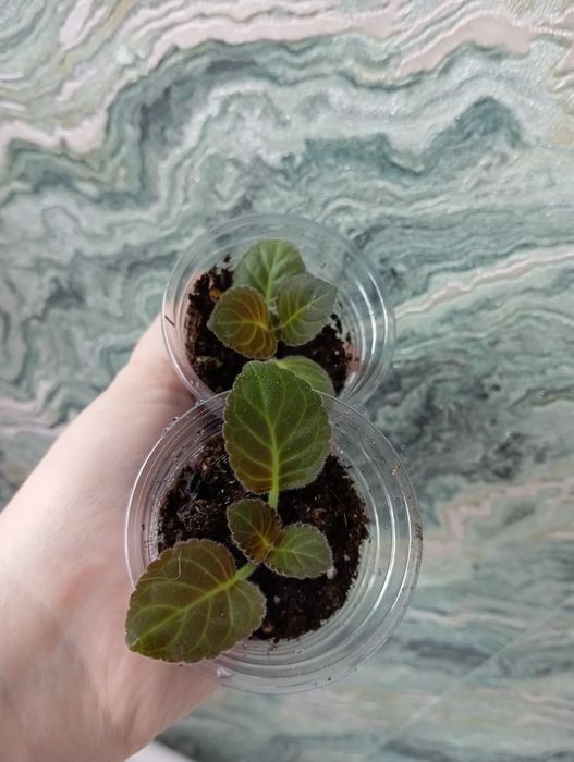 Сортовая глоксиния