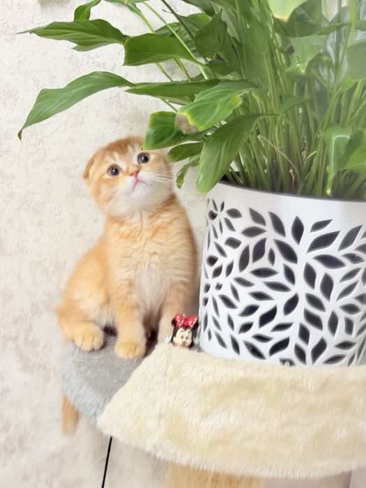 Котята чистокровные