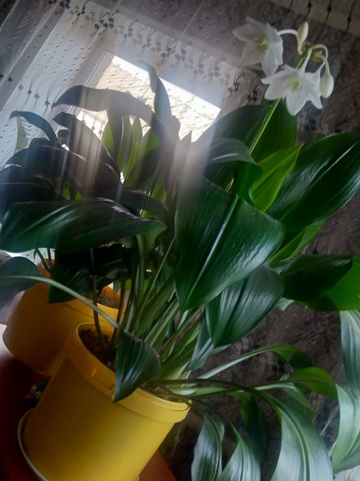 Эухарис комнатный белый