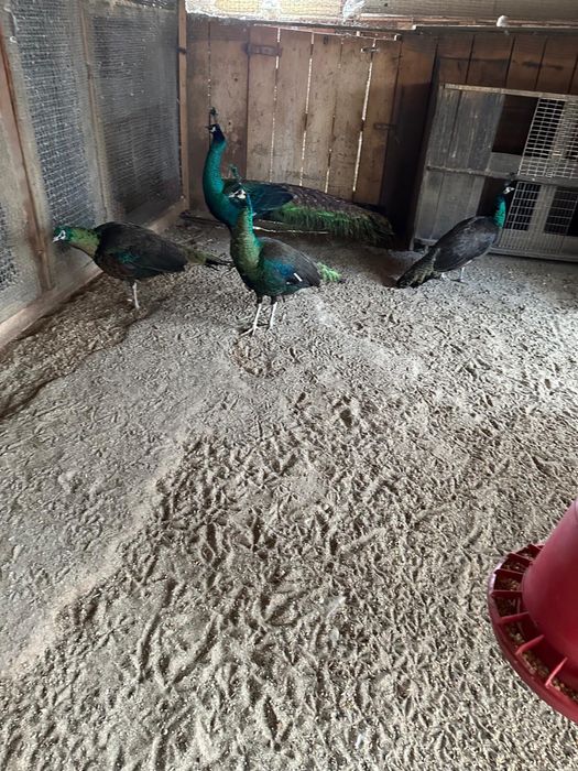 Oua de paun pt incubat