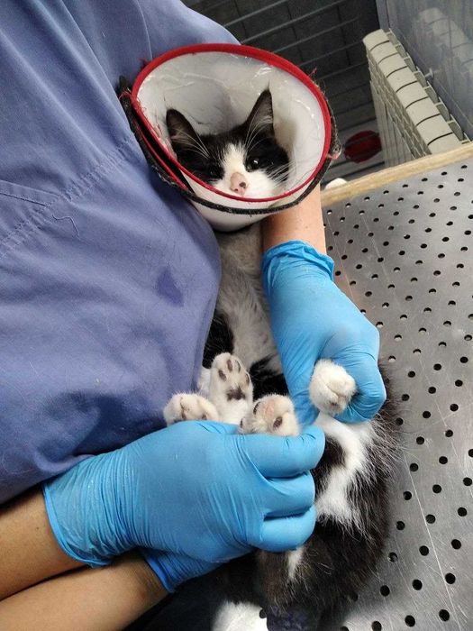 Мурзик: Спасен, прооперирован и очень ждет Вас!