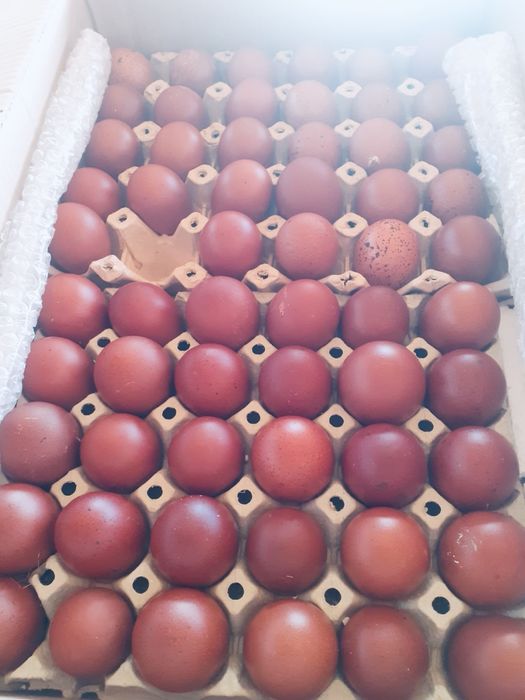 Oua Marans incubatie