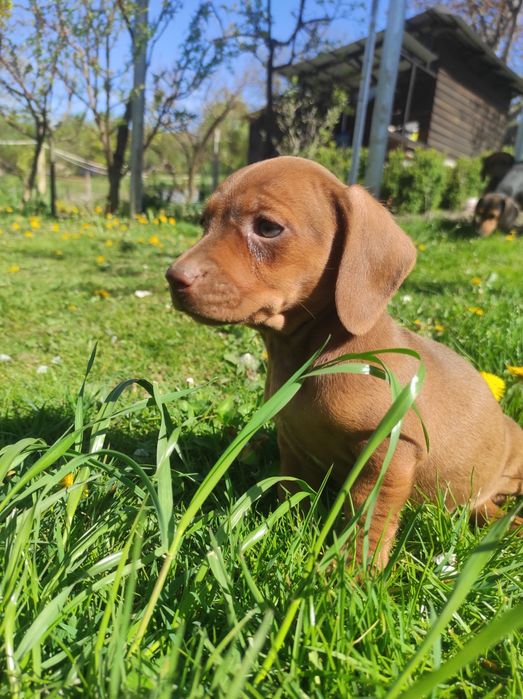 Catel Teckel Dachsund